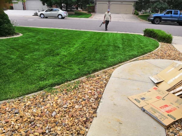 Manicured residential lawn after mowing